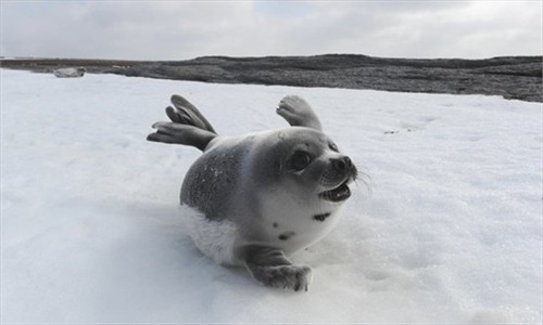 A young harp seal on Prince Edward Island in the Northern Gulf of St Lawrence, Canada. Conservationists have warned of dangers to the species owing to climate change and commercial seal hunt. Photo: CFP 