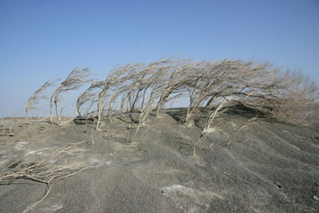 Rose willows struggle to survive along the edge of Aibi Lake, the largest saltwater lake in Xinjiang Uygur autonomous region. Strong wind and salt marshes near the lake make it one of the four sources of sandstorms in China. Wang Kuiping / for China Daily 