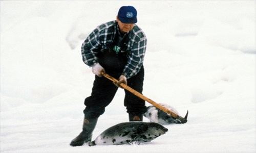 A Canadian sealer clubs a harp seal to death with a gaffe, in St. Lawrence, Quebec. Canada may be hoping China signs a trade deal to import seal products during Prime Minister Stephen Harper's visit to China. Photo: IC 