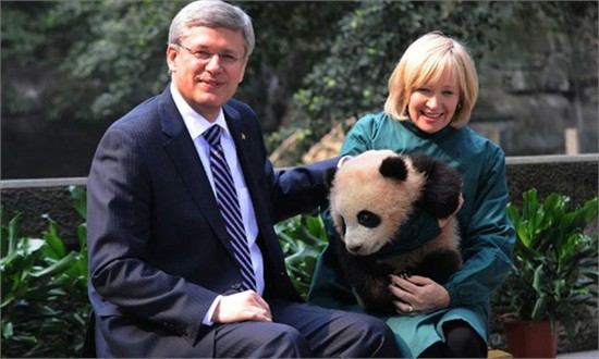 Visiting Canadian Prime Minister Stephen Harper looks on while his wife Laureen holds a panda at a zoo in Chongqing, Southwest China, February 11, 2012. (Xinhua/Li Jian)
