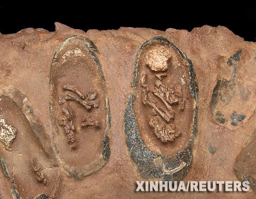 19 of the fossils are so well preserved that the remains of the dinosaur embryos inside are still visible.