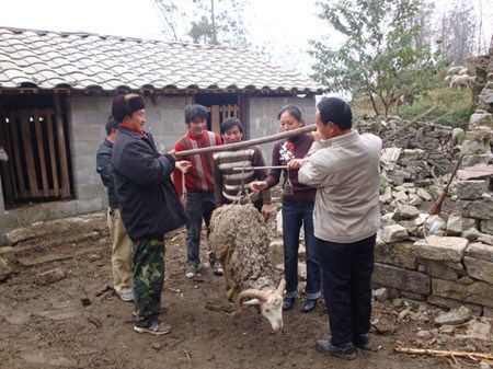 Farmers at Jiangman village of Qinglong county, Guizhou province, weigh a sheep before selling it. A growing number of farmers in the area are shaking off poverty through raising sheep. Zhang Daquan / for China Daily