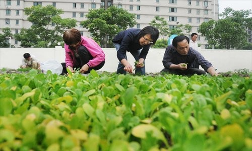 People pick up vegetables from an organic farm in Pudong New Area. Photo: CFP