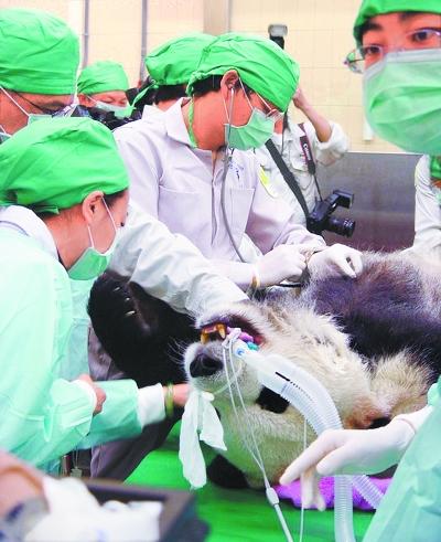 Panda experts from Taiwan and mainland collected sperm from Tuan Tuan, a male panda, and used it to artificially inseminate his female companion, Yuan Yuan. [Photo: CNTV]