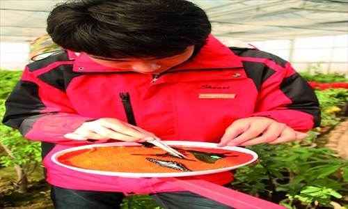 Wang Yang feeds his butterflies.