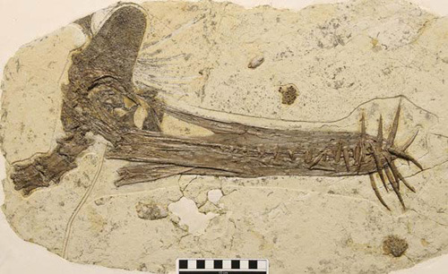 The specimen of a pterosaur skull fossile, file photo. [Photo/Xinhua]