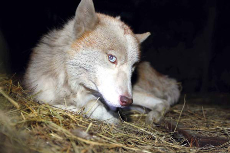 Wolf or husky? The 1-meter-long captured animal, suspected of attacking seven people, is caged at a zoo in Tengzhou, Shandong province, awaiting tests. Wang Min / for China Daily