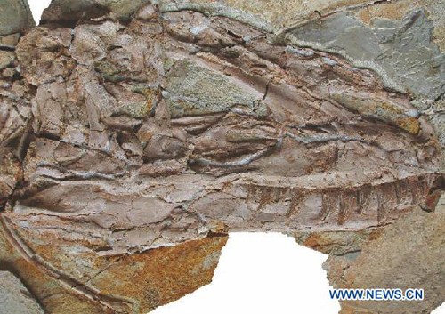 Photo provided by the Institute of Vertebrate Paleontology and Paleoanthropology of the Chinese Academy of Sciences, shows skull fossil of the bizarre species of giant feathered dinosaur in Beijing, capital of China, April 5, 2012.  Palaeontologists of the Chinese Academy of Sciences said on Thursday they have found a bizarre species of giant feathered dinosaur, which is by far the biggest feathered dinosaur ever to have been unearthed. Three nearly complete skeletons of the dino have been uncovered in beds of sediment in northeast China's Liaoning Province, the scientists reported in Nature. (Xinhua/Wu Jingjing)