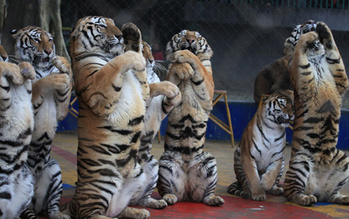 Tigers trained to greet visitors at a show in Nanning, South China's Guangxi Zhuang Autonomous Region. Animal rights activists have called for a ban of all animal performances. [Tang Huiji / for China Daily]