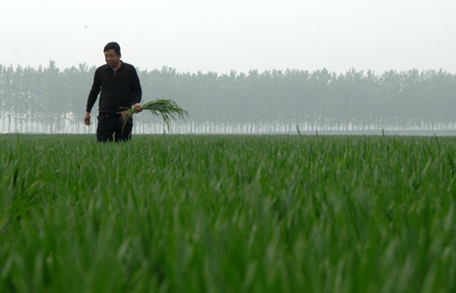 A farmer works at a wheat feild in Ludong village of Yuanyang county, Zhengzhou city, Central China's Henan province on April 17, 2012. [Photo/Xinhua]