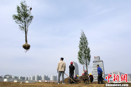 Qingdao will strengthen its effort to increase the city's vegetation coverage in the next few years, during which it will decorate 152 roads stretching 69.1 kilometers, renew 667 hectares of greenbelt, and plant more than 11 million trees and shrubs.