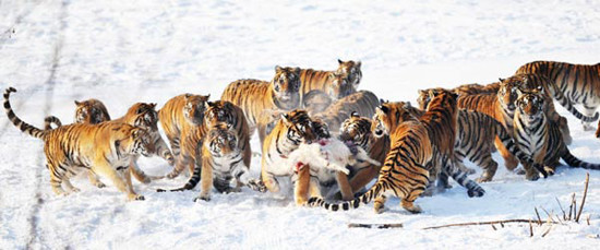 Siberian tigers fight for a sheep at the Heilongjiang Siberian Tiger Park. [Photo/ Xinhua]