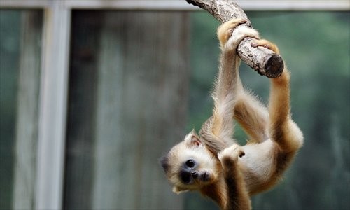 A young golden money clings to a branch in Beijing Zoo. [Photo: CFP]