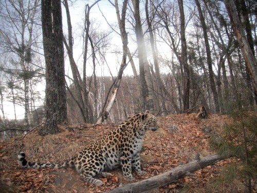 The photo taken on April 4 shows an adult leopard resting on the hill of Changbai Mountain in Wangqing County, Yanbian Korean Autonomous Prefecture, Northeast China's Jilin Province. [Photo: Xinhua]