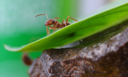 The capital launched a citywide campaign to eliminate the ants in residential compounds on Sunday. 