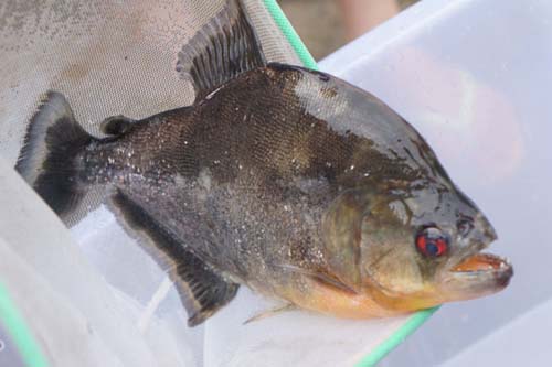A fish caught by Zhang Kaibo in the Liujiang River in Liuzhou, Guangxi Zhuang autonomous region, on Saturday. Three fish attacked Zhang while he gave his dog a bath in the river. He caught one of them and believes it's a piranha, an exotic fish found mostly in the Amazon River. He killed the fish later. Qing Yaolin / for China Daily 