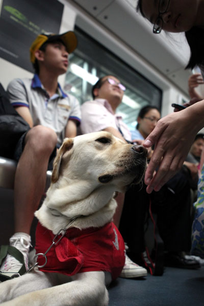 A guide dog pictured on a subway train in Shenzhen, Guangdong province, on Tuesday. New regulations will make it easier for guide dogs to travel in public. Provided to China Daily