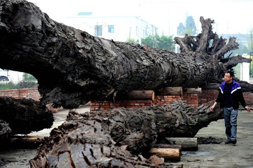 A man stares at a 34-meter-long carbonized wood found by local farmer Wu Gaoliang in Maliu village, Southwest China's Sichuan province, in April. [Photo/ China News Service]