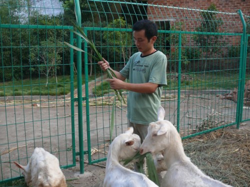 Wei Xingyu feeds his five goats, which produce milk for his baby girl as a supplement to breast milk. 