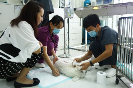 Vets check the dog's injuries in Chaoyang district Tuesday. (Photo: Global Times)