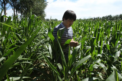 A farmer checks corn affected by army worms in Beijing's Shunyi district on Tuesday. [Wang Jing/China Daily]