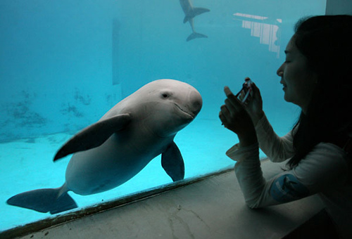 A woman calling for protection of the Yangtze finless porpoise, also called river pig, visits a finless porpoise in the Wuhan Chinese White Flag Dolphin Aquarium in the Hubei provincial capital. [Photo/China Daily]