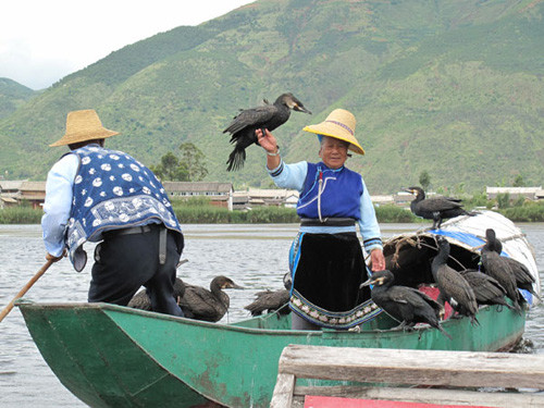 Villagers use trained cormorants to fish at a wetland in Eryuan county near Erhai Lake, Yunnan province. Wu Wencong / China Daily