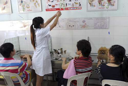 Accompanied by their owners, sick dogs receive treatment at a pet clinic in Fuzhou, Fujian province, in July. Liu Kegeng / China News Service