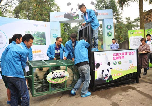 Personnel help giant panda Wujie move into a transport cage before heading to Singapore on Wednesday at the Bifengxia Base of China Conservation and Research Center for the Giant Panda in Ya'an, Sichuan province. Heng Yi / for China Daily