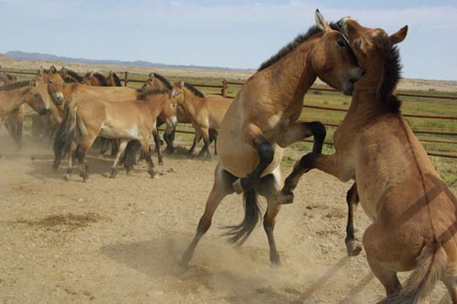 Captive Przewalski's horses are released into nature in Dunhuang, Gansu province, on Thursday. Zhang Yongsheng / for China Daily