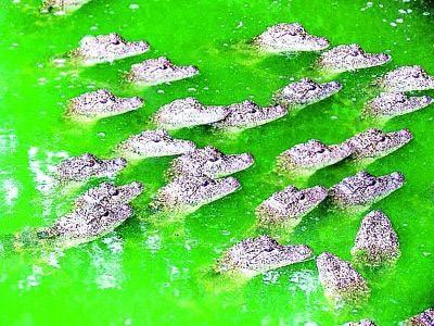 Crocodiles at the Zixia Lake Crocodiles Breeding Base rise simultaneously to the surface of the pool on September 9, 2012 in Nanjing, capital city of east China's Jiangsu Province. [Photo: Yangtse Evening]