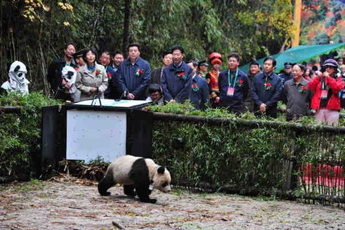 Tao Tao seems to realize that his days of creature comforts are over as he, almost reluctantly, trudges off into the wild at the Liziping Nature Reserve in Sichuan province on Thursday. Heng Yi / for China Daily