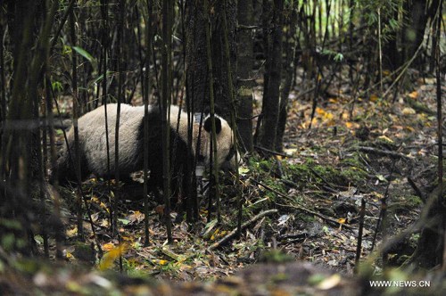 Giant panda Tao Tao crawls to the wild mountain forest in the Liziping nature reserve in Shimian County of Ya'an City, southwest China's Sichuan Province, Oct. 11, 2012. As the first artificially raised giant panda released to the nature in China, Tao Tao