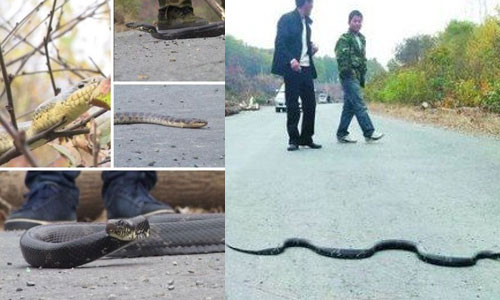 Photos: chinanews.com 