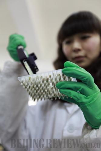 NO MISTAKES ALLOWED: A scientist in Yichang, Hubei Province, detects a DNA sequence of a type of rice seed (HUANG XIANG)