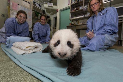 An 11-week-old panda cub at San Diego Zoo, in California, has taken some tentative baby steps during a morning veterinary examination.