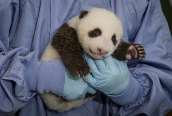 11-week-old panda cub at San Diego Zoo
