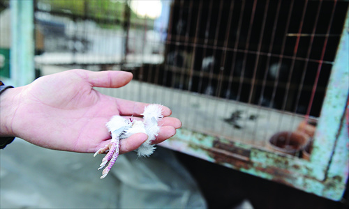 A pigeon breeder, who claims his expensive bird was eaten by a neighbor's cat, shows off a claw, all that he alleges remains of his deceased racing pigeon at his home in Dongcheng district Monday. Photo: Li Hao/GT 