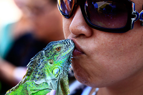 A woman kisses a lizard as people gather together to share experiences about cultivating cold-blooded reptiles at Jilin in Jilin province. DING DONG / FOR CHINA DAILY