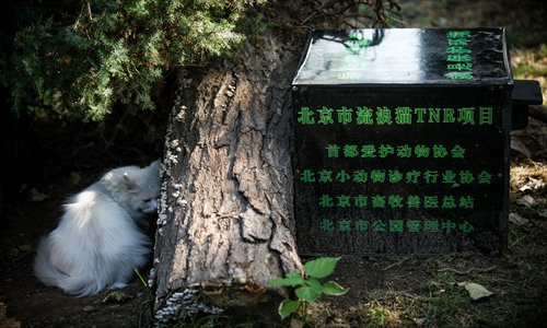 A cat hides behind a tree near a Beijing Zoo-approved shelter Tuesday. (Photo: Li Hao/GT)