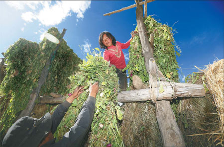Villagers prepare fodder for their yaks in Lhashi township of Nagqu prefecture in the Tibet autonomous region. Cui Meng / China Daily