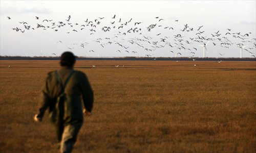A flock of birds takes off at the Dongtan Wetland. Around 1 million migratory birds stop over or stay in Shanghai each winter, according to the Shanghai Chongming Dongtan National Nature Reserve. (Photo: Cai Xianmin/GT) 