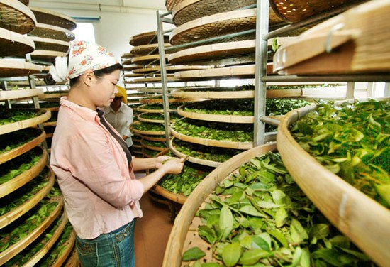 Workers process tea leaves at a workshop in Junying, a small village and home of tieguanyin (Iron Goddess of Mercy), a variety of oolong, a dark tea, in Xiamen, Fujian province. He Dongfang / for China Daily