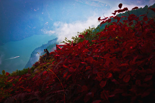 Mountains along the Three Gorges region of the Yangtze River are covered with red leaves, in Badong county, Central China's Hubei province, Oct 30, 2012. The Three Gorges span from Fengjie in northwest China's Chongqing to Yichang in Hubei province. It attracts global attention due to the Three Gorges Dam, the world's largest hydropower station. [Photo/Xinhua]