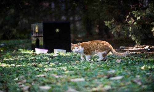 A stray cat wanders outside the shelter Beijing Zoo administration built in the north part of the zoo. Photo: Li Hao/GT 