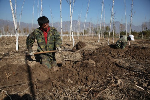 Workers plant trees in the Caijiahe area of Beijing on Nov 1. Wang Jing / China Daily 