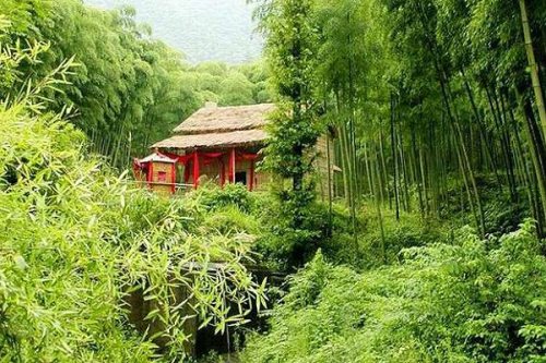 Anji's bamboo forest