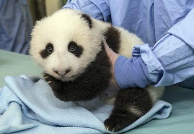 Xiao Liwu, the sixth giant panda born at the San Diego Zoo, has gotten his weekly exam and final vaccination. During the check-up, a zoo veterinarian was able to see and feel several teeth in the baby bears mouth. 