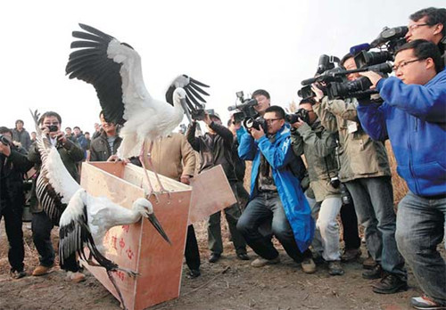 Oriental white storks are released into the wild on Wednesday after recovering from poisoning at the Beidagang Natural Reserve in Tianjin. Jia Lei / for China Daily 