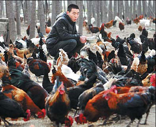 A man feeding chickens on a farm. In a society in which food safety has become Chinese people's top concern in daily life, animal welfare is closely related to people's lives and health, say animal charities and veterinary organizations. Dong Naide / For China Daily